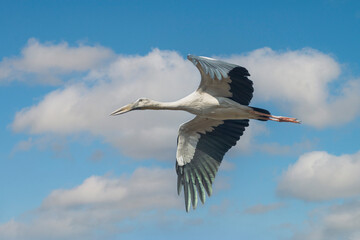 Asian open-bill birds flying on white clouds and blue sky background.