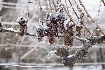 Canvas Print - Grapes left for production of ice wine, Southern Moravia, Czech Republic