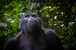 Adult male mountain gorilla, gorilla beringei beringei, in a sunlit clearing in Bwindi Impenetrable forest, Uganda.