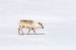 Young reindeer, Rangifer tarandus, walks through the pristine white snow of Svalbard, a Norwegian archipelago between mainland Norway and the North Pole