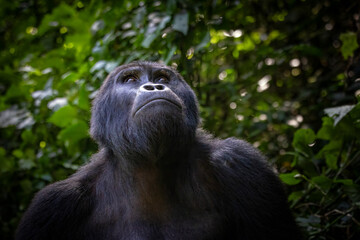 Wall Mural - Adult male mountain gorilla, gorilla beringei beringei, in a sunlit clearing in Bwindi Impenetrable forest, Uganda.