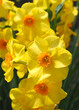 Beautiful Group of yellow orange blooming daffodils with large flowers