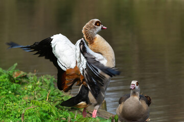 Wall Mural - An adult male Nile or Egyptian goose (Alopochen  aegyptiaca)in breeding plumage flaps its wings while standing on the shore of a lake