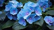 Colourful Hydrangea macrophylla banner Blossom near house wall. Colorful hydrangeas in garden, close up. Purple blue pink hortensia blooms. Endless summer Hydrangea flowers.
