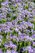 Purple Flowers of the lacy phacelia, Phacelia tanacetifolia