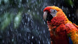 © ksu - Portrait of a red beautiful parrot in the rain