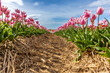 Pinke Tulpen auf einem Feld