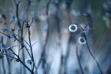 Canvas Print - Last year`s flowers