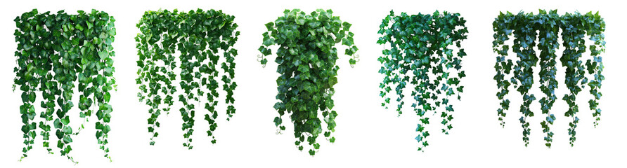 Poster - Beautiful ivy leaves isolated on transparent or white background