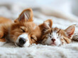 minis, Gatto e cane neonati che dormono insieme. Cuccioli di cane e gatto che dormono insieme su sfondo bianco di appartamento  , primo piano di cuccioli