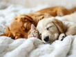 minis, Gatto e cane golden retriever  neonati che dormono insieme. Cuccioli di cane e gatto che dormono insieme su sfondo bianco di appartamento  , primo piano di cuccioli