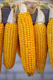 Fototapeta  - Raw corn cobs