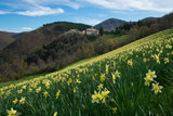 Fototapeta Do pokoju - Beautiful view of Poggiodomo in Umbria with the beautiful flowering of Narcisus during spring season, Italy