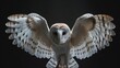 Barn owl flight slow motion unveils intricate mechanics of wing movement for detailed study