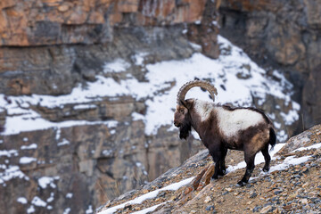 Wall Mural - Himalayan Ibex - Capra sibirica sakeen, beautiful asian goat from central Asian hills and mountains, Spiti valley, Himalayas, India.