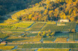 Blick auf Weinberge im Herbst, buntes Laub prägt die Landschaft in der Wachau