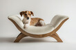 Modern pet lounge chair with a resting Jack Russell terrier