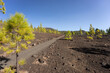 Lava fields and Canarian pine. Mirador de Samara. Tenerife. Canary Islands. Spain