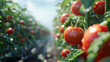 ripe tomato closeup in farm with water drops on them
