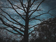 tree in the night