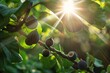 Fresh ripe figs hanging on a branch with green leaves and sunlight shining through