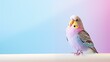 Colorful parakeet on blue and pink background, isolated, pet, animal