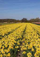 Canvas Print - Fields of blooming yellow daffodils near Lisse in the Netherlands