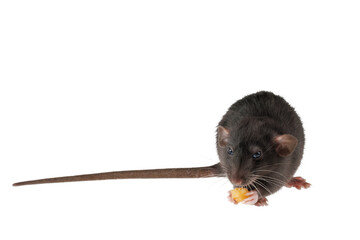 Wall Mural - The rat eats cheese. The mouse is holding a treat in its hands. Rodent isolated on white background for lettering and header