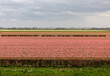 Fields of blooming hyacints near Lisse in the Netherlands