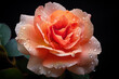 Climbing rose flower pistil , Macro photography