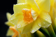 Narcissus flower pistil , Macro photography