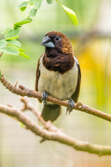 Wall Mural - The Javan munia (Lonchura leucogastroides) is a species of estrildid finch native to southern Sumatra, Java, Bali and Lombok islands in Indonesia.