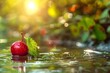 Cherry Floats on Water
