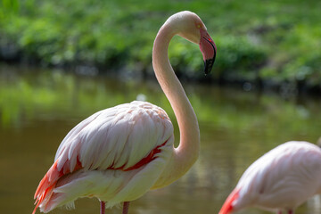 Flamingo closeup