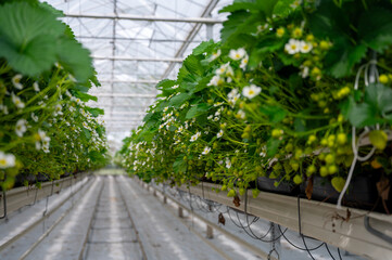 Wall Mural - Dutch glass greenhouse, cultivation of strawberries, rows with growing strawberries plants