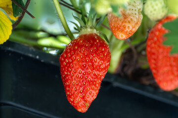 Wall Mural - Dutch glass greenhouse, cultivation of strawberries, rows with growing strawberries plants