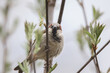 closeup of a House sparrow standing on a tree..