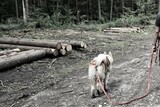 Fototapeta Kuchnia - Akita Inu idzie na smyczy w lesie. Młody pies spaceruje w lesie na długiej smyczy. Piękna Akita widoczna z daleka wśród lasu i ściętych drzew. Smycz, pies, ścięte drzewa i las w tle.