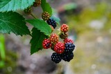 Fototapeta Kuchnia - Dojrzałe i jeszcze niedojrzałe jeżyny widoczne z bliska. Różne kolory jeżyn rosnących w ogrodzie. Liście jeżyny i owoce.