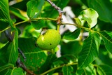 Fototapeta Kuchnia - Niedojrzały owoc orzecha włoskiego. Orzech włoski rośnie w sadzie. Owad siedzi na niedojrzałym orzechu.