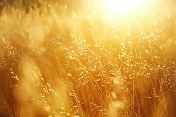 Aufkleber - A serene field of tall grass with the sun shining in the background. Perfect for nature and outdoor themes