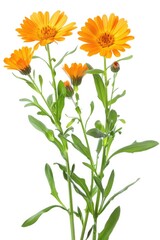 Poster - Bright orange flowers in a vase on a table, perfect for home decor projects