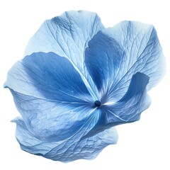 Wall Mural - Close up of a blue flower on a white background. Perfect for nature or floral themed designs