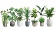 Group of potted plants on a plain white background. Suitable for interior design concepts