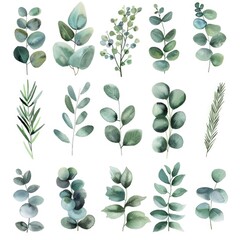 Poster - Beautiful watercolor illustration of eucalyptus leaves and branches. Perfect for botanical prints or nature-themed designs