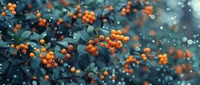   A Tree Laden With Numerous Orange Berries Crowns A Green, Leafy One Dotted With Water Beads