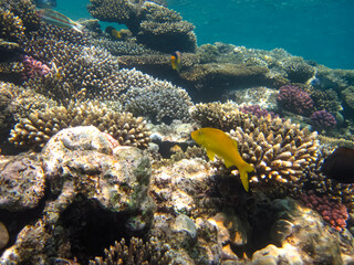  Beautiful fish in the coral reef of the Red Sea