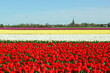 a rural landscape of a bulb field with beautiful tulips in horizontal flowerbeds with different colors