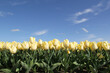 a long row light yellow tulips closeup and a blue sky