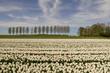 a beautiful rural landscape of a large white tulip field and a row of trees and blue sky in the background in the dutch countryside